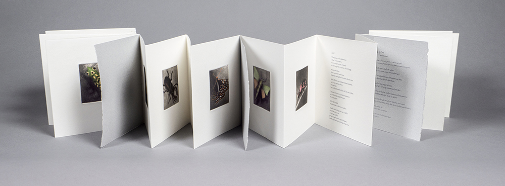 Rhiannon Alpers (in collaboration with Holly Downing and Jane Hirshfield), Vanishing Artist Book, 7.25 in x 7.25 in closed, 7.25 in x 140 in fully open, 2021 Rhiannon Alpers (in collaboration with Holly Downing and Jane Hirshfield), Vanishing Artist Book, 7.25 in x 7.25 in closed, 7.25 in x 140 in fully open, 2021