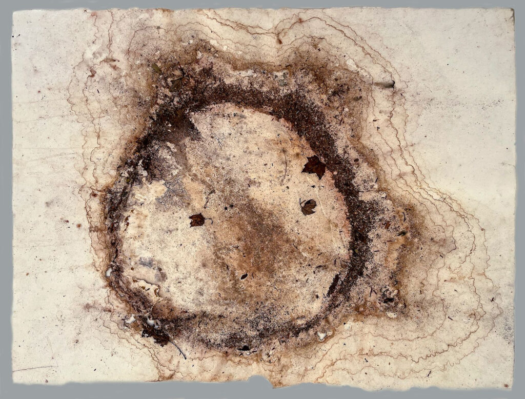 Steven Daiber, Eastern Hemlock, hemlock round, forest soil on Hahnemuhle Copperplate, 21.5" x 31.5", $1,000