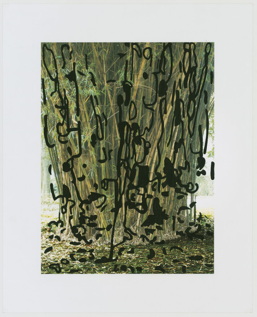 Barbara Foster “Bambusa Vulgaris” Taiwanese U.V. print and Sumi ink stencil on Awagami Kozo thick paper 32" x 26" 2014 Barbara Foster “Bambusa Vulgaris” Taiwanese U.V. print and Sumi ink stencil on Awagami Kozo thick paper 32" x 26" 2014