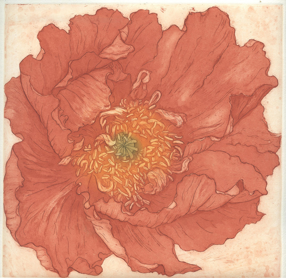 Stephanie Martin, Colibri Poppy, Aquatint etching 12 in x 12 in, 2020 Stephanie Martin, Colibri Poppy, Aquatint etching 12 in x 12 in, 2020