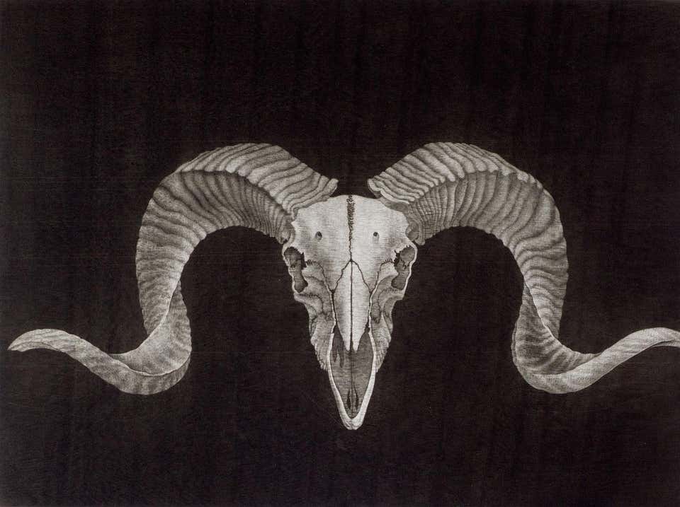Sharon Augusta Mitchell Ram Skull mezzotint 18"x 24" 1990 Sharon Augusta Mitchell Ram Skull mezzotint 18"x 24" 1990
